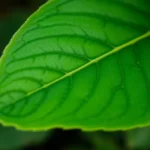 Implementing Image Compositing and Masking in Pillow